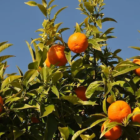 Hotel Solaria Rodi Garganico