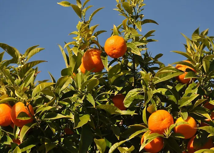 Hotel Solaria Rodi Garganico